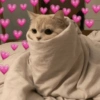 Romantic cats ❤️🐈 15