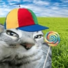 Gatos 27