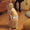 Gatitos 🐈‍⬛ 7