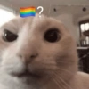 Gatos vida loka 🤪 9