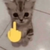 Gatos vida loka 🤪 6