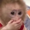 Monkeys 19
