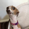 Memes de perros  6