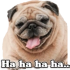 Funny PUG 5