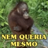 MACAQUINHOS EXPRESSIVOS 🐵 5