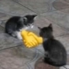Cats (1/4) 29