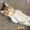 GATINHOS REAGINDO 7