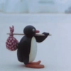 Pingüino penguin 😎 12