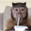 Monkeys 11