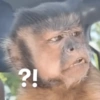 Monkeys 18