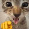 Cats (1/4) 24