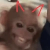 Monkeys 16