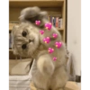 Kucingtot 6