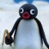 Pingüino penguin 😎 17