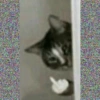 Reações gatos 12