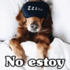 Peyitos Bonitos❤️🐕🥈 26
