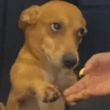 Memes de perros  5