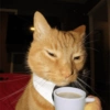 Memes de Michis🐱 6