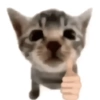 Gatos vida loka 🤪 8