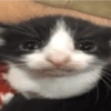 Gatinhos bizarramente fofos 11