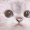 Cats (2/4) 15