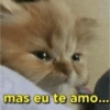GATINHOS 🤣 9