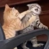MEME KUCING 🐱 6