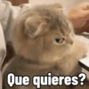 Que quieres?