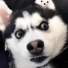 Perritos Moods🐕🦴 27