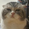 Gatitos enojados😡🐱 10