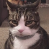 GATITOS ENOJADOS 😡😂 15