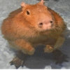 🤎 CAPYBARA MOODS 🤎 8