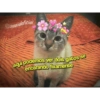 @saaiidoficial aqui podemos ver dois gatos se encarando fixamente