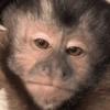 Monkeys 14