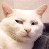 Reações gatos 13
