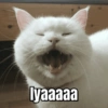 MEME KUCING 🐱 11
