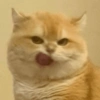 Memes de Michis🐱 9