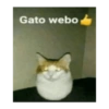 Gato webo