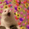 Romantic cats ❤️🐈 10