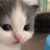 Cats (1/4) 13