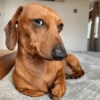 Perritos Moods🐕🦴 6