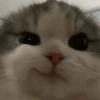 Cat kucing meme 13
