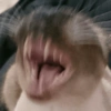 Animalitos drogadxs 24