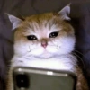 Reações gatos 11