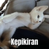 MEME KUCING 🐱 8