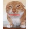 Y mistentes