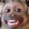 ANIMAIS DEBOCHADOS 😂 6