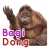 Bagi Dong