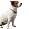 Reações Jack Russell terrier 10