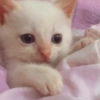 Gatos 9